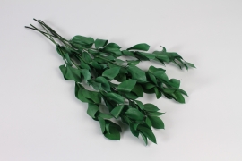 x099vv Green preserved ruscus H61cm