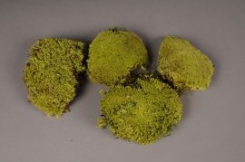 x100ab Box of preserved moss 