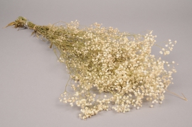 x106ab Natural preserved gypsophilia H75cm