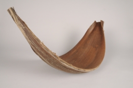 x108lw Coque de galara séchée naturelle L64cm