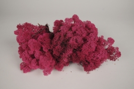 x111lw Dark pink preserved Iceland moss