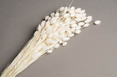 x112ab Phalaris s�ch� blanc H60cm