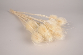 x119lw Bleached dried thistle H60cm