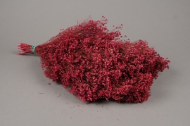 x122ab Broom bloom séché fuchsia H50cm
