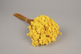 x123ab Yellow dried glixia H40cm 