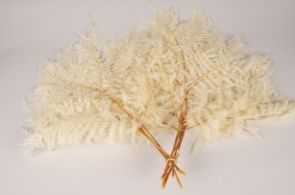 x123lw White stabilized fern H68cm