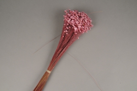 x124ab Pink dried glixia H40cm 