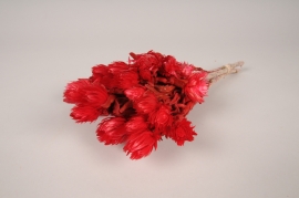 x124lw Red dried helichrysum vestitum H31cm