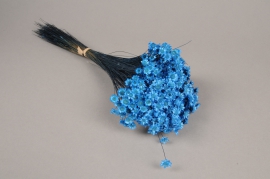 x125ab Blue dried glixia H40cm 