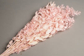 x127ab Pink ruscus preserved H75cm