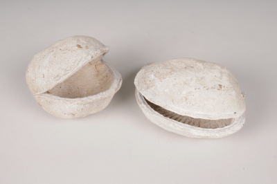 x131ec Bleached dried buddha nuts 