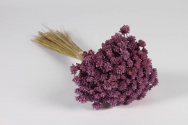 x135lw Lavender dried hill flowers H46cm