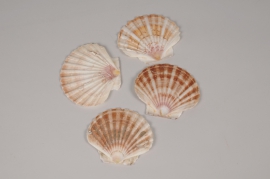 x136ec Natural scallop flat D10.5cm