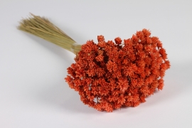 x136lw Orange dried hill flowers H46cm