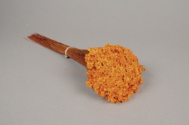 x142ab Orange dried glixia H40cm 