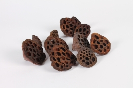 x142lw Natural dried lotus 