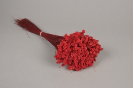 x143ab Red dried glixia H40cm 