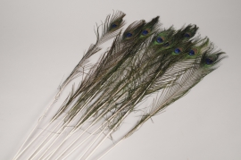 x143ec Bag of 12 natural peacock feathers H73cm