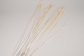 x144ec Bag of 12 bleached peacock feathers H74cm