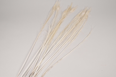 x144ec Sachet de 12 plumes de paon blanchies H74cm