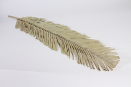 x144lw Natural dried grass palm H122cm
