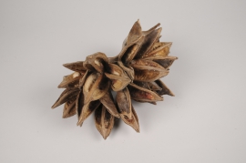 x145ec Natural dried penca sororoca wood 30x17cm H17cm