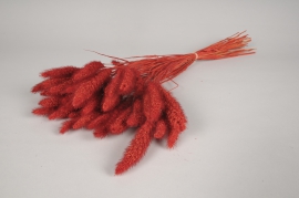 x146gs Red dried foxtail H66cm
