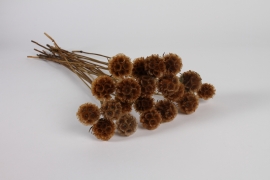 x147lw Natural dried scabiosa H61cm