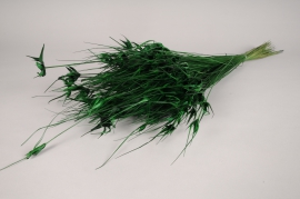 x156gs Green dried Capim estela H73cm