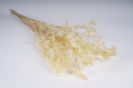 x181ec Natural dried lunaria H108cm