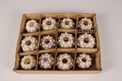 x186ec Coquillages oursins violets D6cm