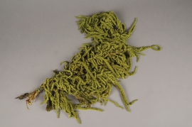 x189ab Amaranthe Caudatus préservée vert olive L70cm
