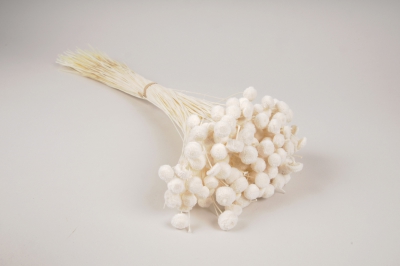 x195ab Bunch of white dried botao H53cm 