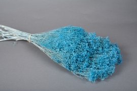 x197ab Broom bloom séché bleu H60cm