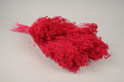 x198ab Broom bloom s�ch� rose fuchsia H50cm