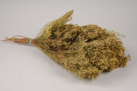 x201ab Green dried natural Broom bloom H60cm