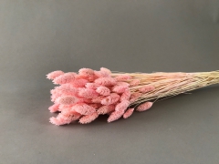 x203ab Pink dried phalaris H60cm