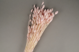 x203ab Pink dried phalaris H60cm