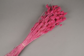 x204ab Fuchsia dried phalaris H60cm