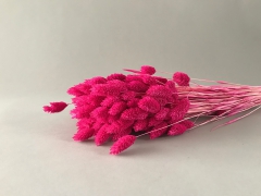 x204ab Phalaris s&eacute;ch&eacute; fuchsia H60cm