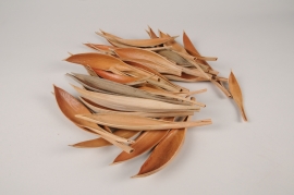 x209ec Natural mini coco shells L15-30cm