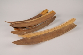 x211ec Natural dried exotic shells L35-50cm