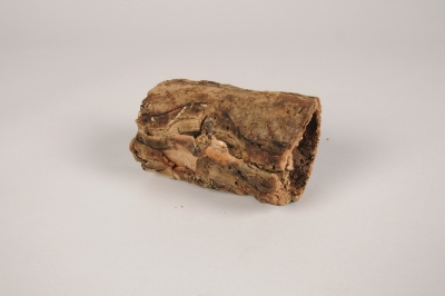 x215ec Morceau d'�corce naturelle D5/9cm