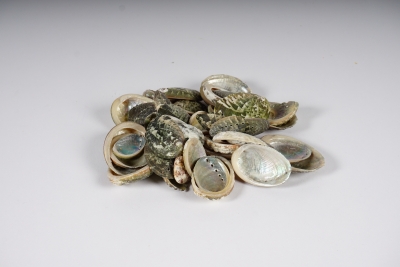 x224ec Coquilles d'ormeaux naturelles 1kg