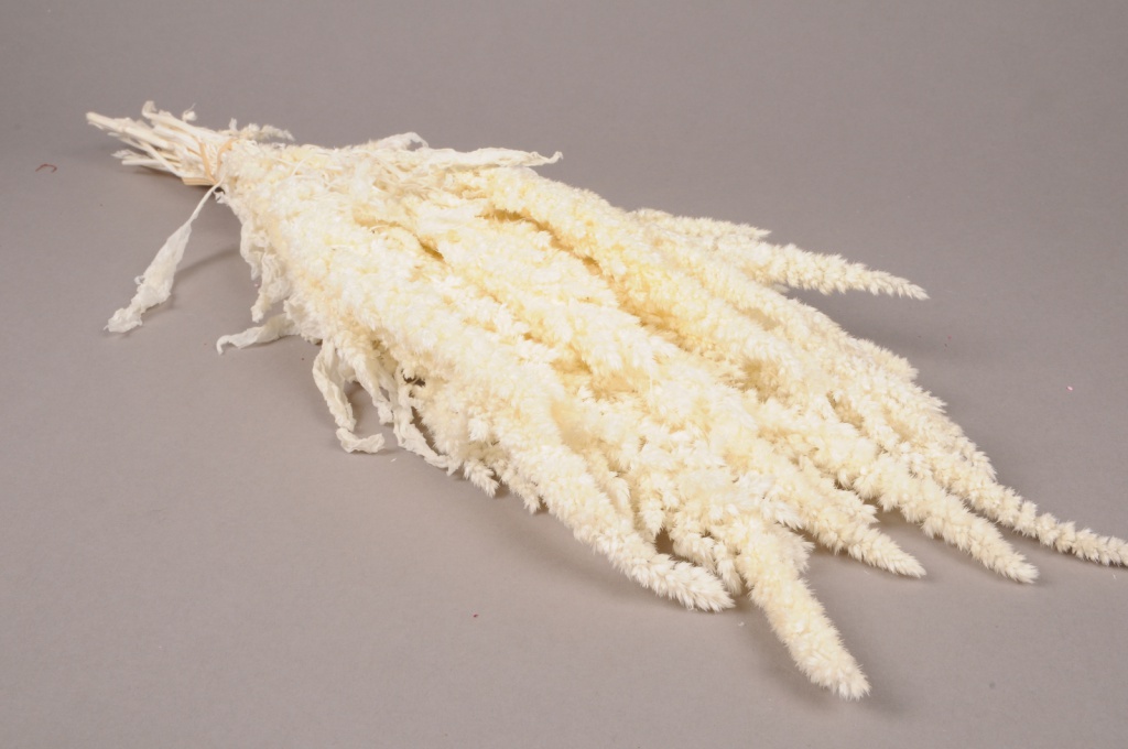 Dried white amaranthus H60cm