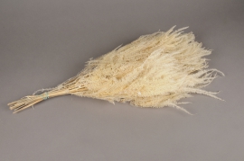 x235ab White stabilized fern H75cm