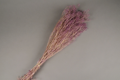 x244ab Gypsophile panicul� pr�serv� mauve H75cm