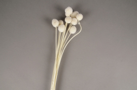 x254ab White preserved craspedia H55cm