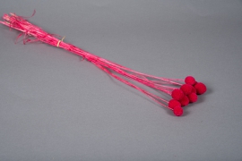 x255ab Fuchsia pink preserved craspedia H60cm