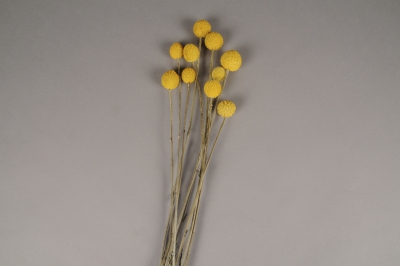 x256ab Yellow natural dried craspedia H55cm